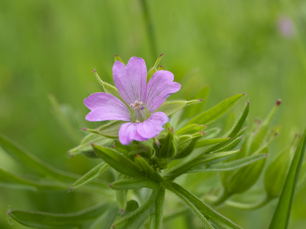 IMAGES\Slipbladige ooievaarsbek (geranium dissectum)\P1280051_sm.jpg
